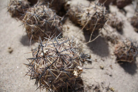 Tephrocactus geometricus ssp. pulcherrimespinosus