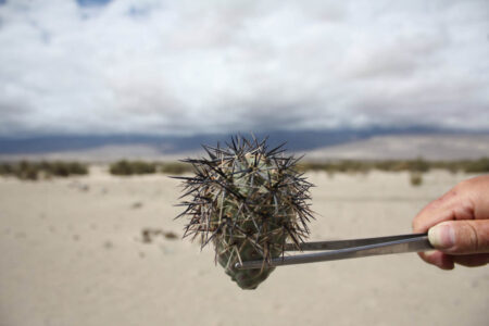 Tephrocactus geometricus ssp. pulcherrimespinosus