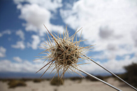 Tephrocactus geometricus ssp. pulcherrimespinosus