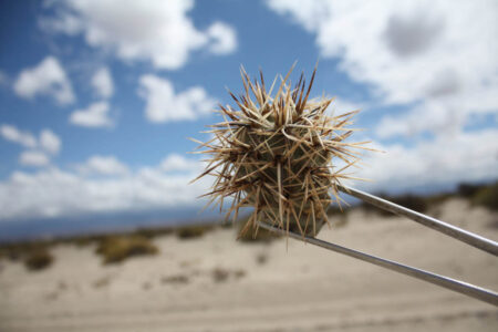 Tephrocactus geometricus ssp. pulcherrimespinosus