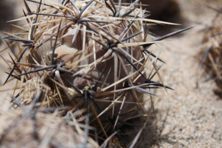 Tephrocactus geometricus ssp. pulcherrimespinosus