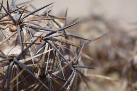 Tephrocactus geometricus ssp. pulcherrimespinosus