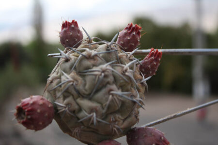 Tephrocactus geometricus ssp. tripugionacanthus