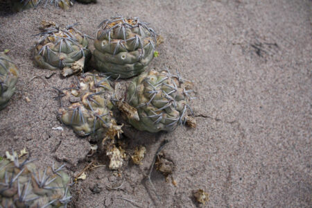 Tephrocactus geometricus ssp. tripugionacanthus