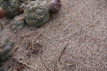 Tephrocactus geometricus ssp. tripugionacanthus