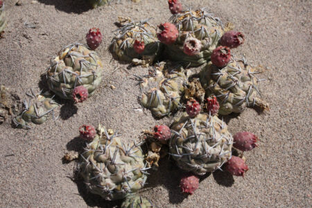 Tephrocactus geometricus ssp. tripugionacanthus