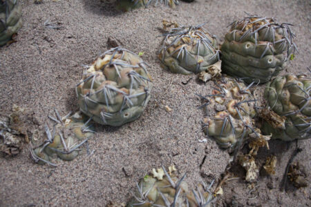 Tephrocactus geometricus ssp. tripugionacanthus