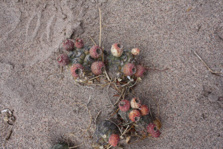 Tephrocactus geometricus ssp. tripugionacanthus