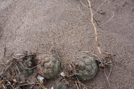 Tephrocactus geometricus ssp. tripugionacanthus