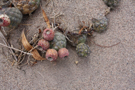 Tephrocactus geometricus ssp. tripugionacanthus