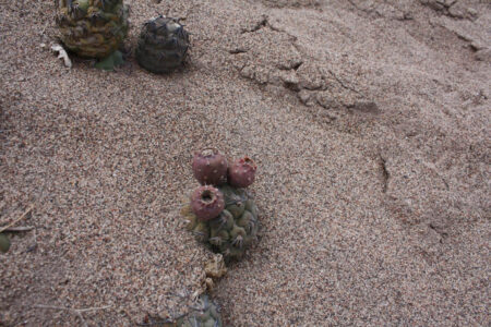 Tephrocactus geometricus ssp. tripugionacanthus