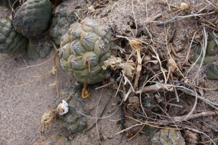 Tephrocactus geometricus ssp. tripugionacanthus