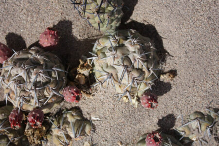 Tephrocactus geometricus ssp. tripugionacanthus