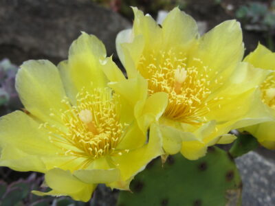 Opuntia compressa - Зображення 2