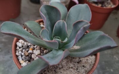 Echeveria "SILK VEIL"