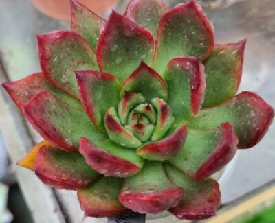 ECHEVERIA agavoides "RUBRA" - Зображення 2