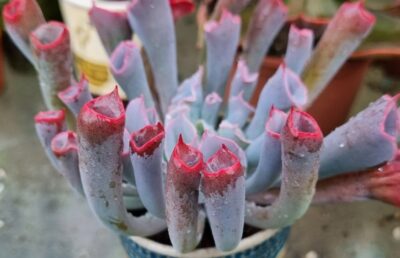 Echeveria "Trumpet Pinky" - Зображення 2