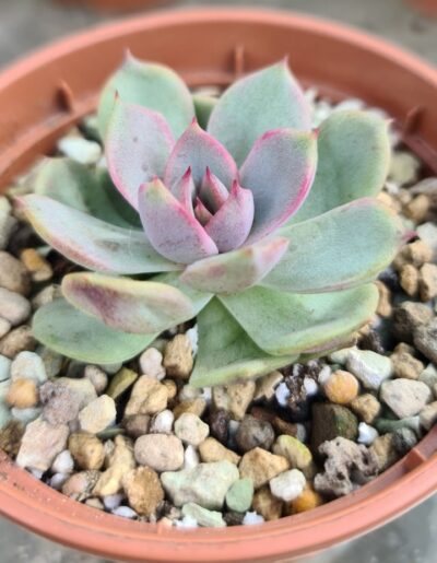 Echeveria "MIRINE"