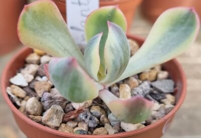 Echeveria "INFANT" variegata