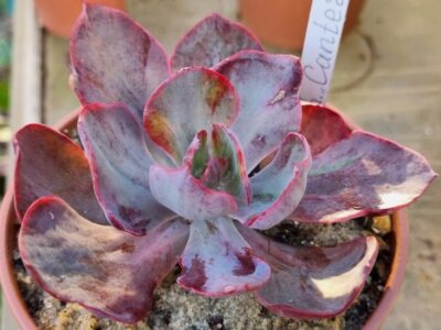 Echeveria "CANTERY" variegata