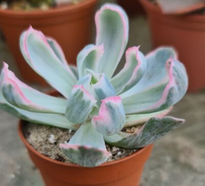 Echeveria "BERKELEY LIGHT" variegated