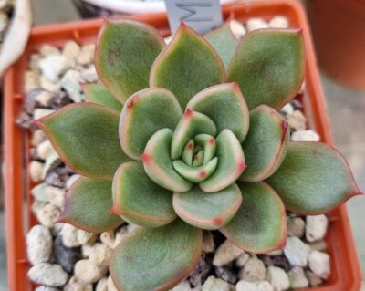 Echeveria agavoides "Mira" - Зображення 2