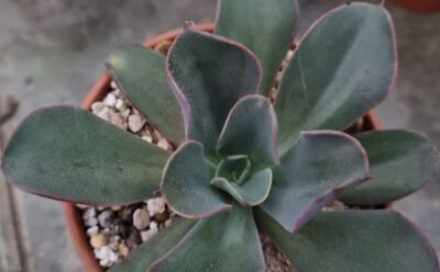 Echeveria "SILK VEIL" - Зображення 2