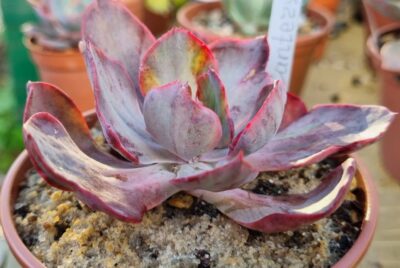 Echeveria "CANTERY" variegata - Зображення 3