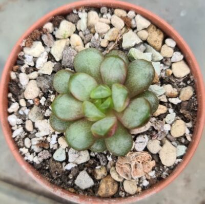 Graptoveria “Amethorum” - Зображення 3