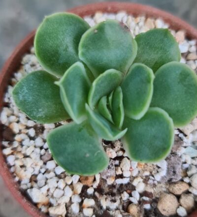 Echeveria agavoides "SANTA BARBARA" - Зображення 4
