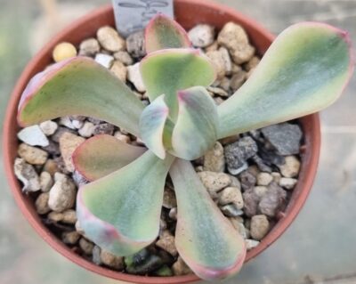 Echeveria "INFANT" variegata - Зображення 2