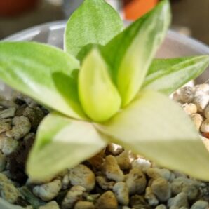 HAWORTHIA "CYMBIFORMIS" var.