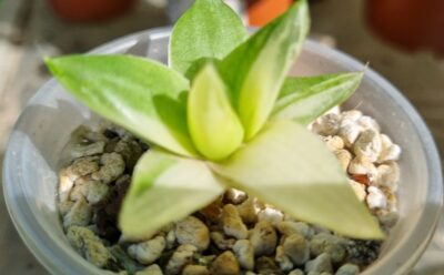 HAWORTHIA "CYMBIFORMIS" var.
