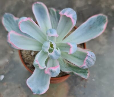 Echeveria "BERKELEY LIGHT" variegated - Зображення 3