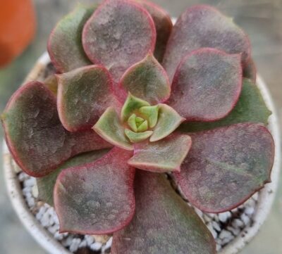 ECHEVERIA "VAMPIRE RED BOLL"/"MY STAR" - Зображення 3