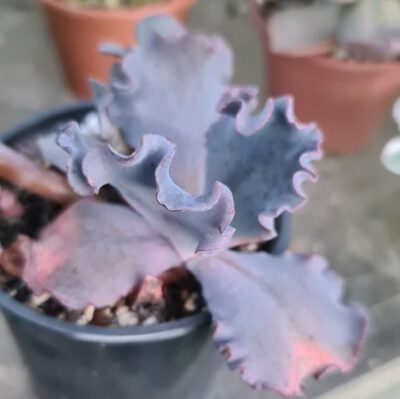 Echeveria "SILVERON RED" - Зображення 2