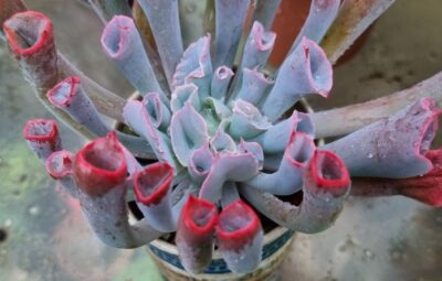 Echeveria "Trumpet Pinky" - Зображення 3