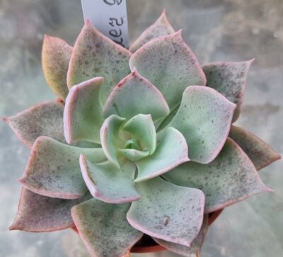 Echeveria "LAVENDER GIRL" - Зображення 2