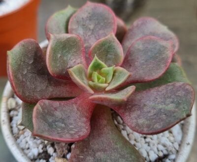 ECHEVERIA "VAMPIRE RED BOLL"/"MY STAR"