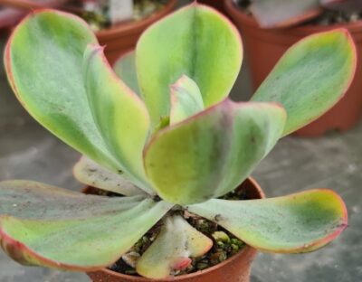 Echeveria “ANFANG” variegata