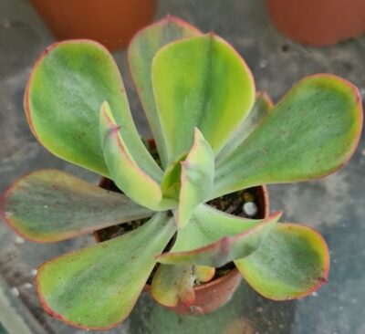 Echeveria “ANFANG” variegata - Зображення 2