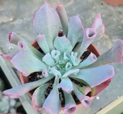 Echeveria "Trumpet Pinky" - Зображення 2