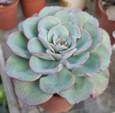 Echeveria "ATLANTIS" - Зображення 2