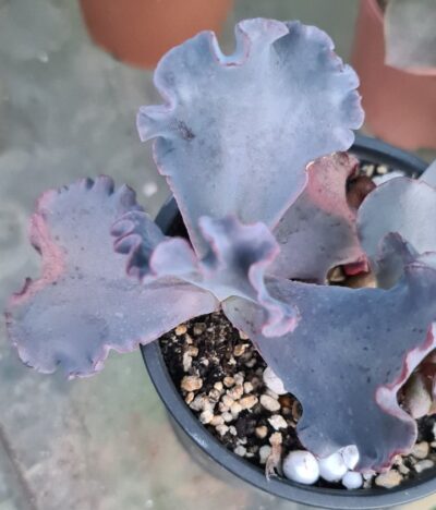 Echeveria "SILVERON RED" - Зображення 3