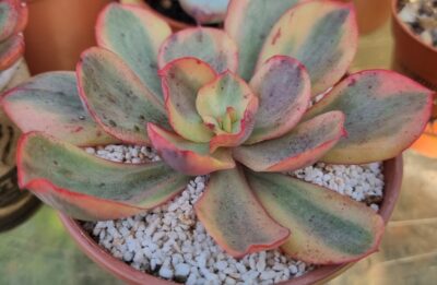 Echeveria "SUYON" Variegata
