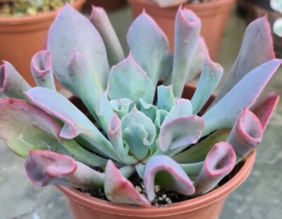 Echeveria "Trumpet Pinky"