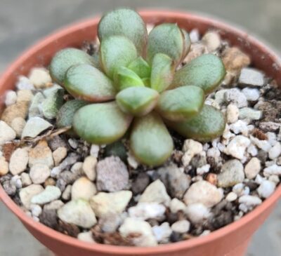 Graptoveria “Amethorum” - Зображення 2