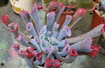 Echeveria "Trumpet Pinky"