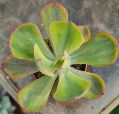 Echeveria “ANFANG” variegata - Зображення 3
