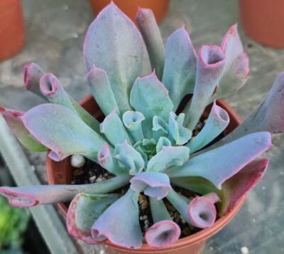 Echeveria "Trumpet Pinky" - Зображення 3